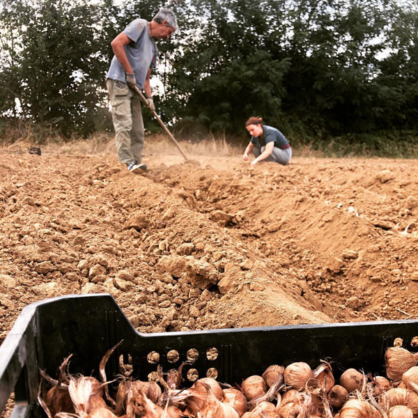 Casa Vespina | Casa Vespina practices clean agriculture. Which means for example following the season and the needs of the soil when seeding and harvesting. Which means experimenting in harmony with nature.