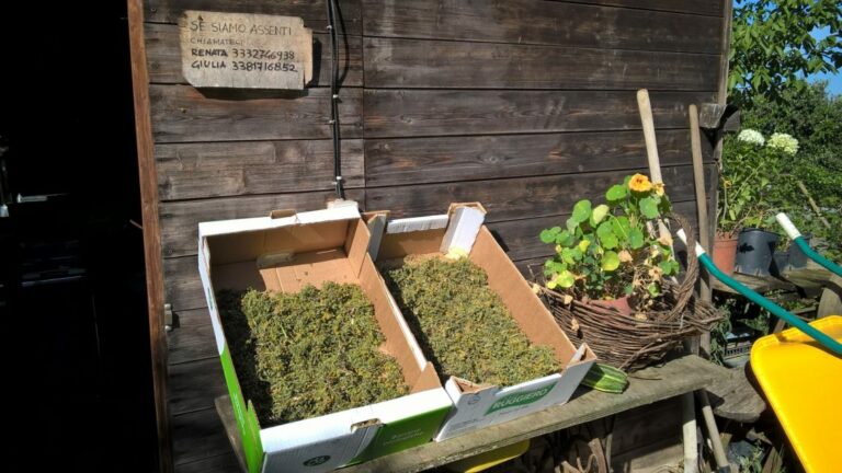 orto delle fate 03 1 768x432